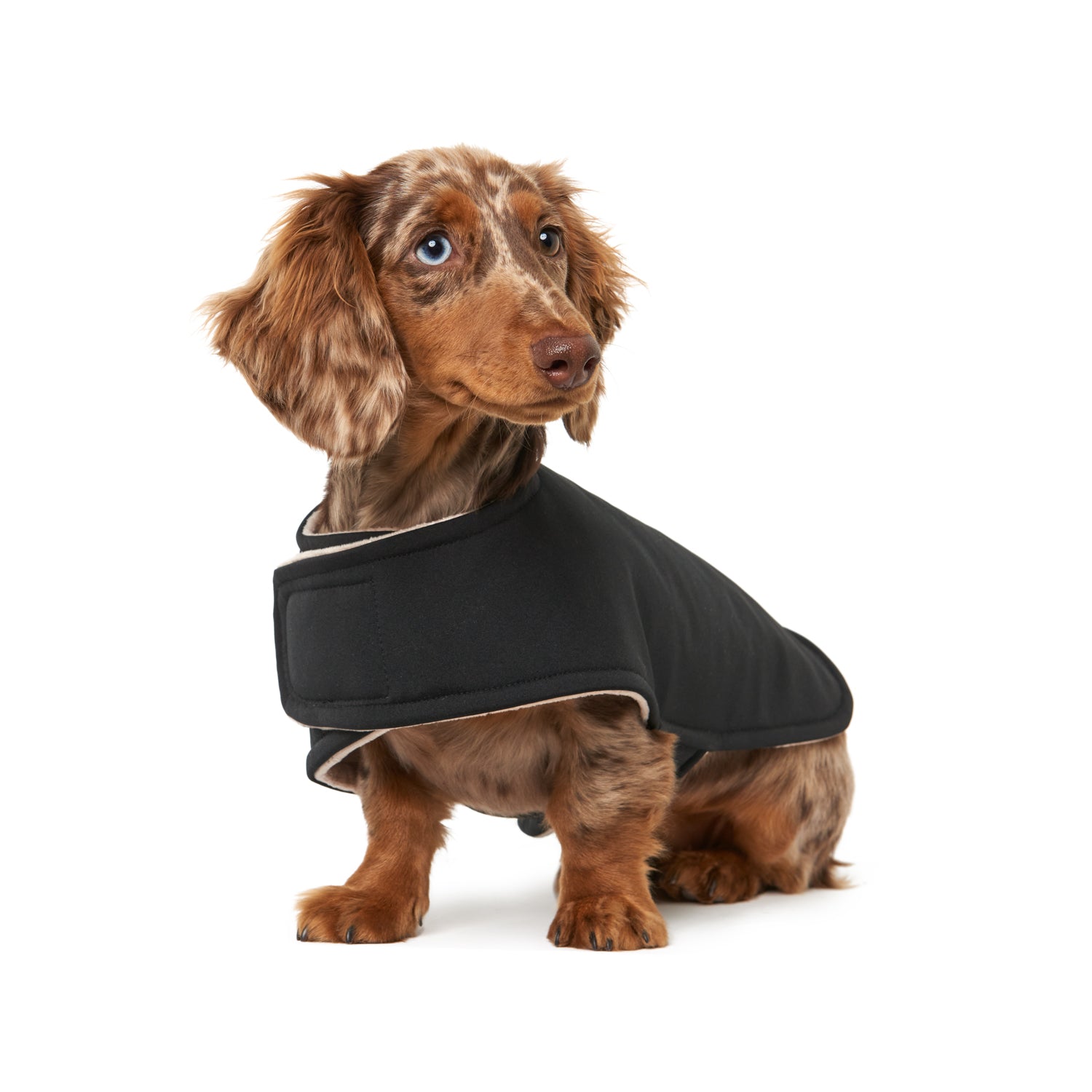 The Stanley Water Resistant/ Wind Resistant Coat (Classic & Dachshund)