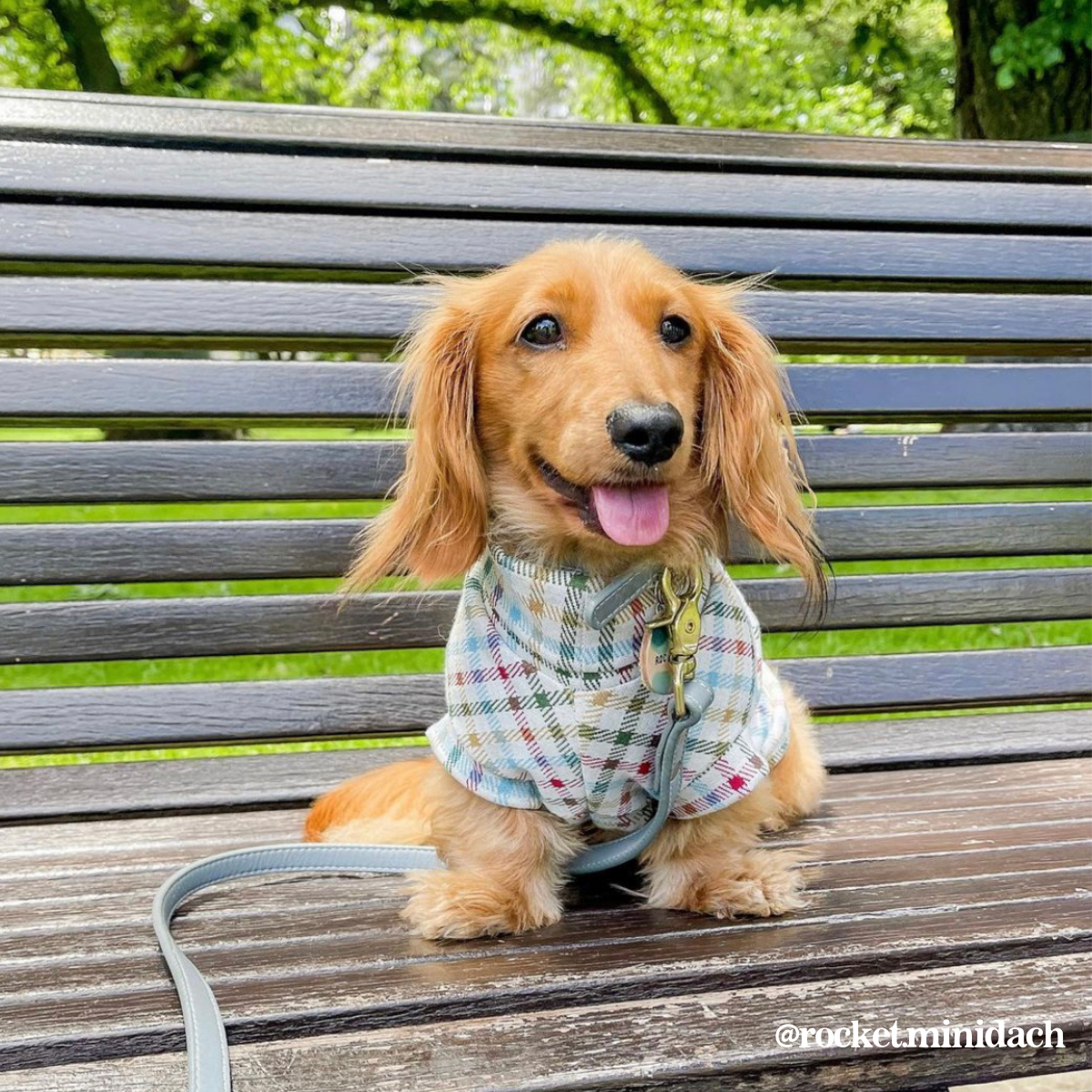 The Melbourne Sweater - Dachshund